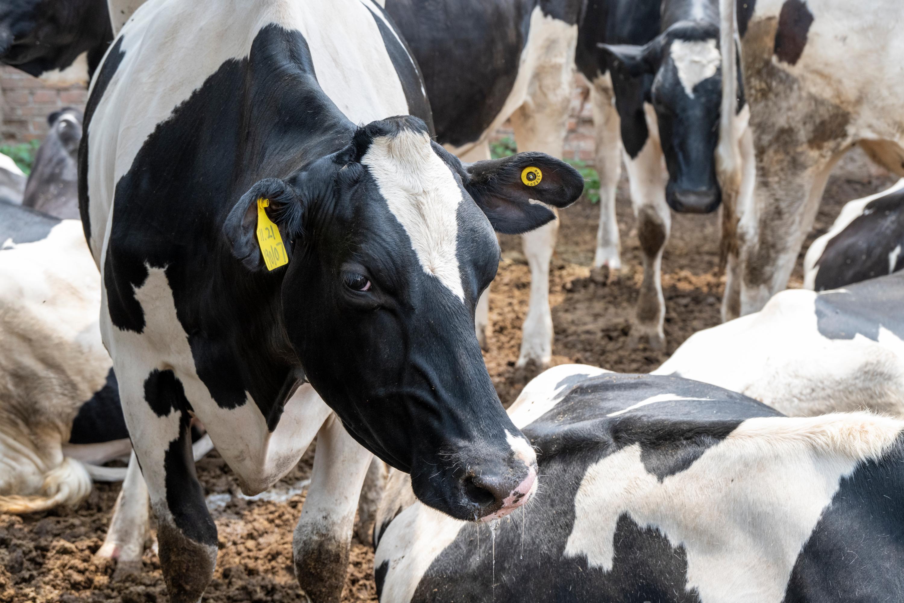 捕鱼大咖
